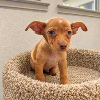 Pumpkin -  Chihuahua and Mixed Breed Dog for Adoption in Lathrop, California - Pumpkin | PetCurious