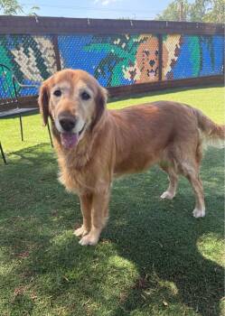 Princess Grace -  Golden Retriever Dog for Adoption in Temecula, California - Princess Grace | PetCurious