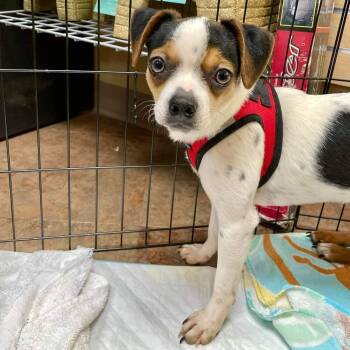 Rescue Dachshund and Chihuahua Dogs for Adoption in Aurora, Colorado - Andy | PetCurious