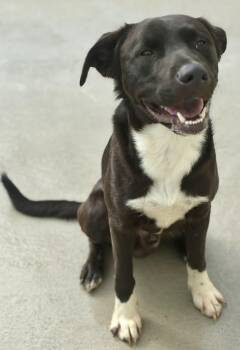 Wrigley -  Border Collie and Black Labrador Retriever Dog for Adoption in Sandusky, Michigan - Wrigley | PetCurious