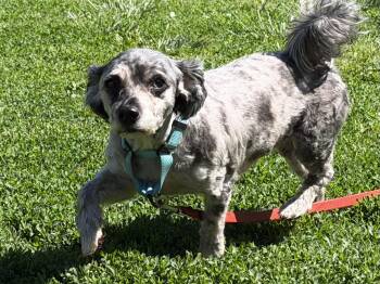 Poodle and Schnauzer Dogs Available for Adoption in Catlett, Virginia - Merle | PetCurious