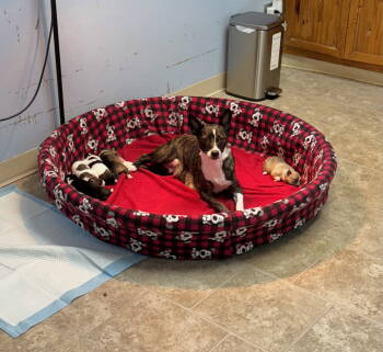 Rescue Mixed Breed Dogs for Adoption in Gilberts, Illinois - SUZY Q (MOM OF U LITTER) | PetCurious