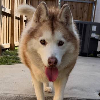 Akita -  Siberian Husky Dog for Adoption in Sunrise, Florida - Akita | PetCurious
