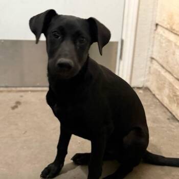 Rescue Black Labrador Retriever and Mixed Breed Dogs for Adoption in Austin, Texas - Lego IB | PetCurious