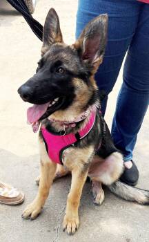Junebug -  German Shepherd Dog Dog for Adoption in Dallas, Texas - Junebug | PetCurious