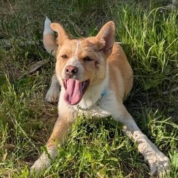 Kitsune -  Mixed Breed Dog for Adoption in Rochester, Minnesota - Kitsune | PetCurious