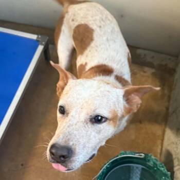 Pepper -  Cattle Dog and Pit Bull Terrier Dog for Adoption in Stephenville, Texas - Pepper | PetCurious