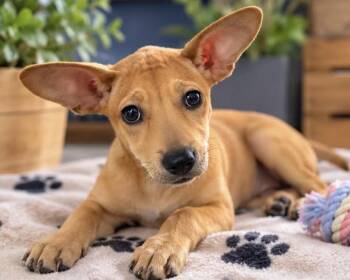 GIGI -  Chihuahua Dog for Adoption in Margate, Florida - GIGI | PetCurious