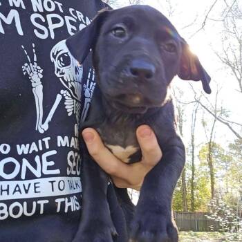 Black Labrador Retriever and Pit Bull Terrier Dogs Available for Adoption - Chester | PetCurious