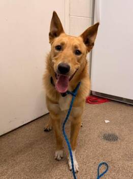 German Shepherd Dog and Mixed Breed Dogs Available for Adoption in Fruit Heights, Utah - Willie | PetCurious