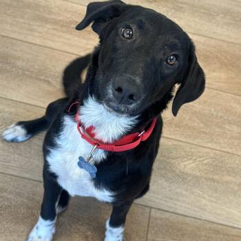 Black Labrador Retriever and Border Collie Dogs Available for Adoption in Chesapeake, Virginia - Peppa | PetCurious