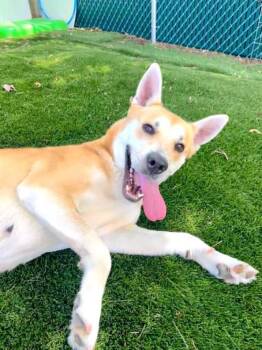 Marjory -  Mixed Breed Dog Available for Adoption in Durham, North Carolina - Marjory | PetCurious
