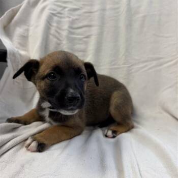 Briar -  Shepherd and Mixed Breed Dog for Adoption in Hawthorne, California - Briar | PetCurious