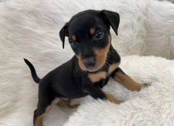 Rescue Hound Dogs for Adoption in Heber Springs, Arkansas - Kipper | PetCurious