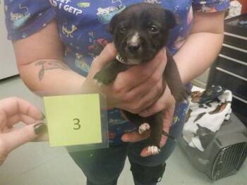 SISKIYOU -  Australian Kelpie and Mixed Breed Dog for Adoption in Oroville, California - SISKIYOU | PetCurious