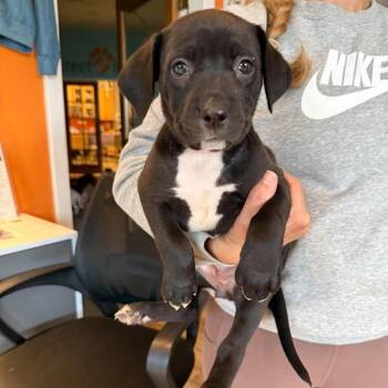 Olive (Female) -  Mixed Breed Dog for Adoption in Bend, Oregon - Olive (Female) | PetCurious