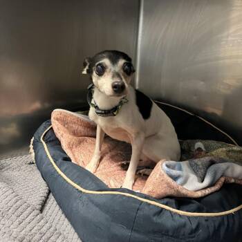 Peanut -  Rat Terrier and Jack Russell Terrier Dog for Adoption - Peanut | PetCurious