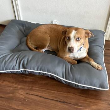 Blue -  Mixed Breed and Cattle Dog Dog for Adoption in Galveston, Texas - Blue | PetCurious