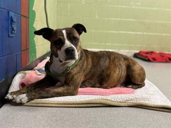 Boxer and Mixed Breed Dogs Available for Adoption in Indianapolis, Indiana - NATASHA | PetCurious