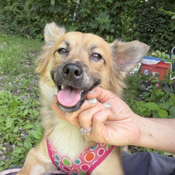 Gremie -  Pomeranian and Mixed Breed Dog for Adoption in Potomac, Maryland - Gremie | PetCurious
