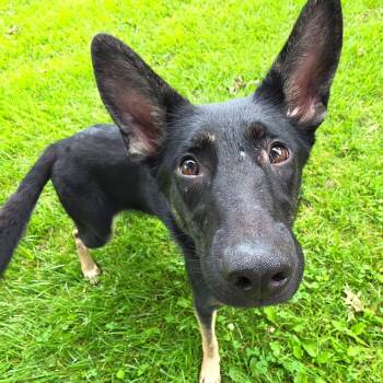 Rosa Parks -  German Shepherd Dog Dog for Adoption in Michigan City, Indiana - Rosa Parks | PetCurious