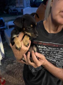 FOSTER ME - Maggie -  Miniature Pinscher Dog for Adoption in Grafton, Wisconsin - FOSTER ME - Maggie | PetCurious