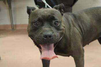 SLATE -  Mixed Breed Dog Available for Adoption in Columbia, South Carolina - SLATE | PetCurious