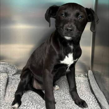 Black Labrador Retriever and Beagle Dogs Available for Adoption - Love | PetCurious