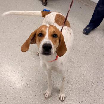 English Coonhound Dogs Available for Adoption in Indianapolis, Indiana - Ashtyn | PetCurious