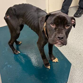 Boxer Dogs Available for Adoption in Batavia, Ohio - Brook | PetCurious