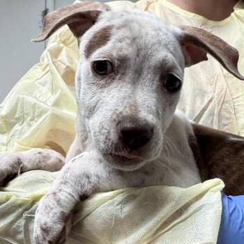 Barkley -  Mixed Breed and Pit Bull Terrier Dog for Adoption in Salt Lake City, Utah - Barkley | PetCurious
