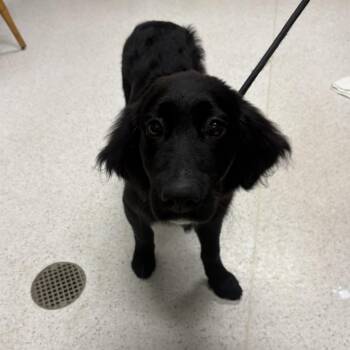 Sperg -  Black Labrador Retriever and Border Collie Dog for Adoption in Binghamton, New York - Sperg | PetCurious