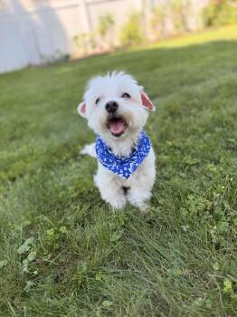Vaughan -  Maltese Dog for Adoption in Thornwood, New York - Vaughan | PetCurious