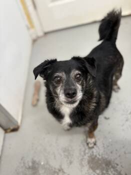 Rescue Chihuahua Dogs for Adoption in Los Angeles, California - Lil Dude #5299 | PetCurious