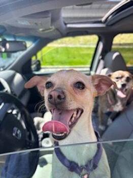 Chihuahua Dogs Available for Adoption in Salt Lake City, Utah - Willow Tree | PetCurious