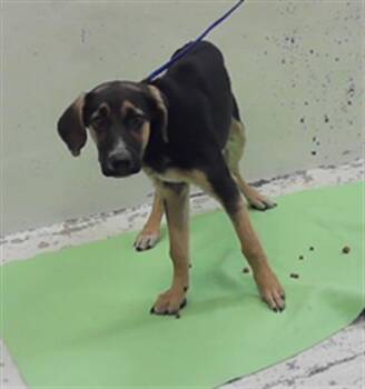 A2083340 -  German Shepherd Dog Dog for Adoption in Houston, Texas - A2083340 | PetCurious
