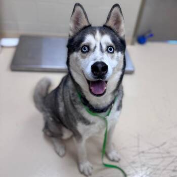 Rebel -  Mixed Breed Dog for Adoption in Winston-salem, North Carolina - Rebel | PetCurious