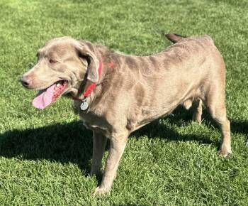 Sonny -  Labrador Retriever Dog for Adoption in Littleton, Colorado - Sonny | PetCurious