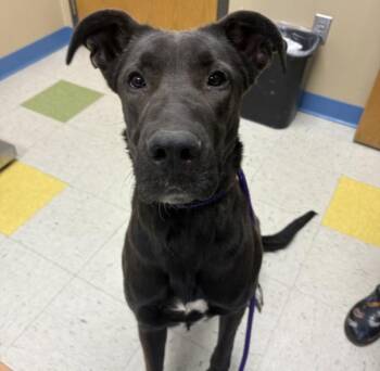 Great Dane Dogs Available for Adoption - Rosie | PetCurious