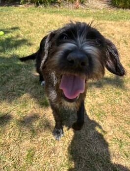 Molly -  Schnauzer and Tibetan Terrier Dog for Adoption in Escondido, California - Molly | PetCurious