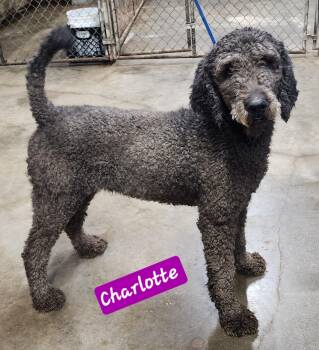 Rescue Labradoodle Dogs for Adoption in Wheelersburg, Ohio - Charlotte | PetCurious