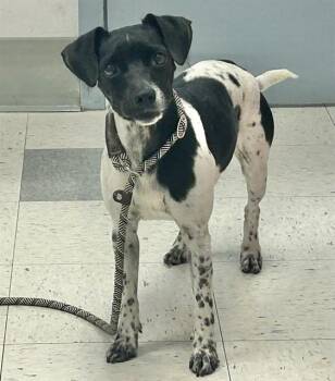 SKY -  Rat Terrier and Mixed Breed Dog for Adoption in Salinas, California - SKY | PetCurious