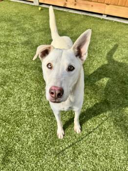 German Shepherd Dog and Husky Dogs Available for Adoption - Voltaire | PetCurious