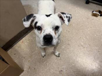 Boston Terrier and Mixed Breed Dogs Available for Adoption - LUCY | PetCurious