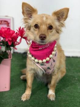 Penny-One of our Amazing Rescue Dogs -  Chihuahua and Pomeranian Dog for Adoption in Carlsbad, California - Penny-One Of Our Amazing Rescue Dogs | PetCurious