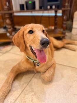 Ella Lou Golden Girl -  Golden Retriever and Labrador Retriever Dog for Adoption in Friendswood, Texas - Ella Lou Golden Girl | PetCurious