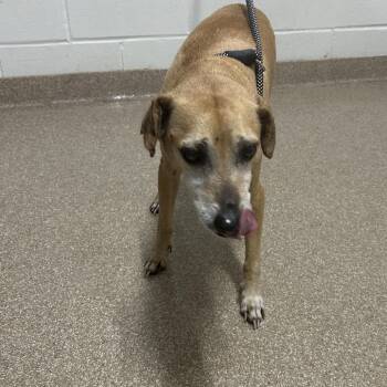 Labrador Retriever and Mixed Breed Dogs Available for Adoption - Moe | PetCurious