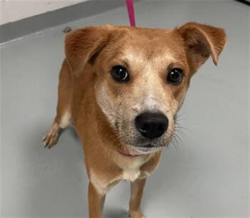 Mixed Breed Dogs Available for Adoption in St. Cloud, Florida - EARNIE | PetCurious