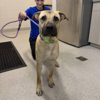 Mixed Breed Dogs Available for Adoption in Englewood, Florida - Cottonel | PetCurious