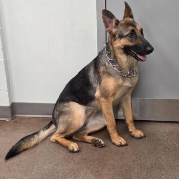 Roxy -  German Shepherd Dog Dog for Adoption in Chattanooga, Tennessee - Roxy | PetCurious